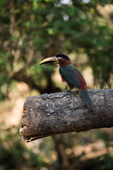 Chestnut-eared aracari on end of shady log