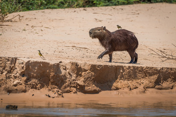Fototapeta premium Capybara crossing sand with bird on back