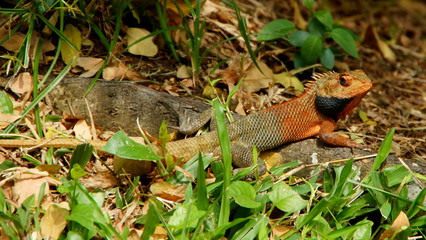 buntes Chamäleon tarnt sich am Boden