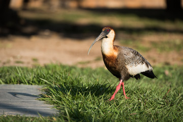 Buff-necked ibis walking over lawn in sunshine