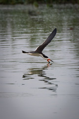 Black skimmer fishing with beak in water