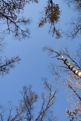 見上げたシラカバの空