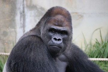 ゴリラ © faust3