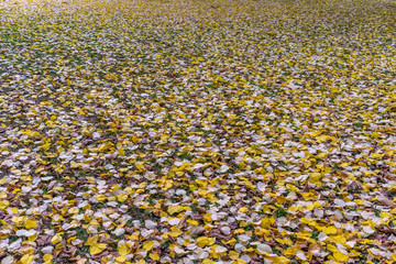 Boden bedeckt mit Herbstlaub