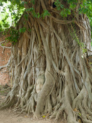 The Head of Buddha statue in the tree roots, Wat Mahathat temple