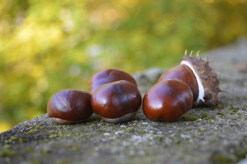 chestnuts