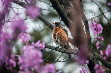 Robin Has A Red Breast