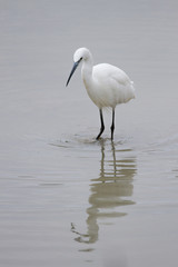 Garceta comun, Egretta garzetta
