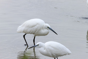 Garceta comun, Egretta garzetta