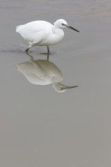 Garceta comun, Egretta garzetta