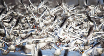 M&eacute;ga Envol&eacute;