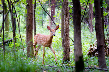 Naklejka premium White-tailed deer fawn in the forest