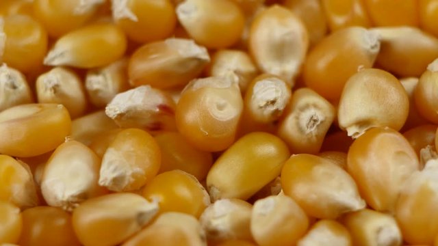 Maize grains. Corn kernel grains. Rotating. Close up