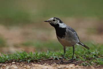Pliszka siwa (Motacilla alba)