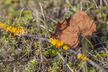 Autumn dry leaf in the woods