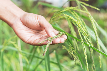 Agriculture/ Old hand tenderly touching a young rice in the paddy field