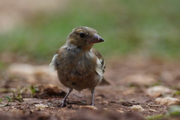 Zięba (Fringilla coelebs)