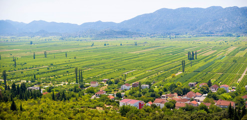 Vines region in Croatia