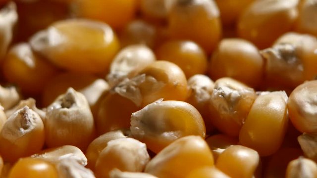 Corn grains. Rotating. Close up