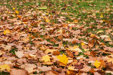 Dry leaves on green grass. Autumn background.