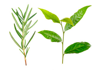 Fototapeta na wymiar tea leaf and rosemary isolated on white background