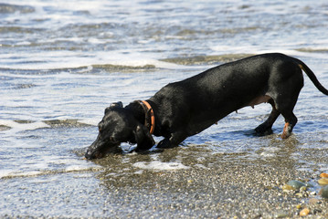 Miniature Dachshund playing on the sea shore