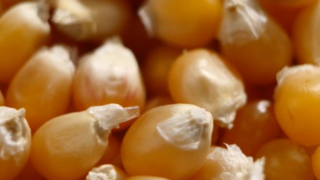 Maize grains. Corn kernel grains. Rotating. Close up