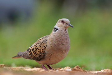 Turkawka (Streptopelia turtur)