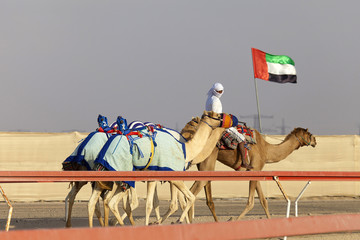 Naklejka premium Camel race in United Arab Emirates
