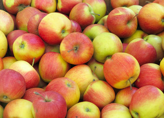 Red and yellow organic apples background