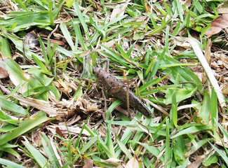 Brown katydid cricket in the grass