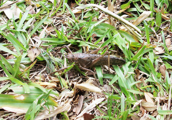 Brown katydid cricket in the grass