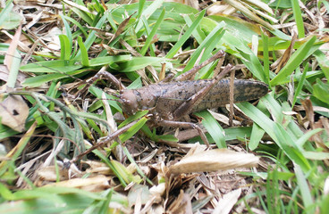 Brown katydid cricket in the grass