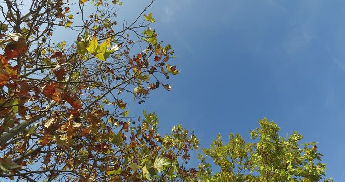 Windy leaves of trees in autumn trees in 4k