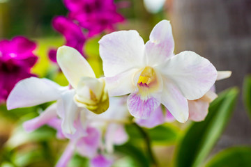 Fototapeta na wymiar White orchids closeup