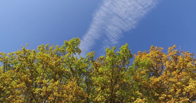 Bottom up view of autumn trees with cloudy sky in 4k