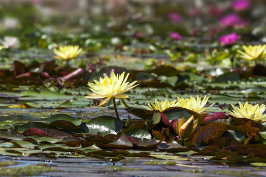flower. summer lake with water-lily flowers