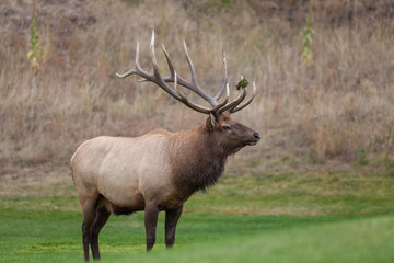Naklejka na ściany i meble Bull Elk in the Fall Rut