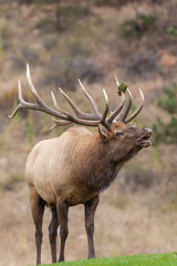 Bull Elk Bugling