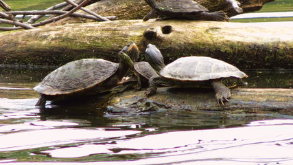 Fototapeta premium Turtle Time