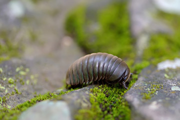 Pill millipede