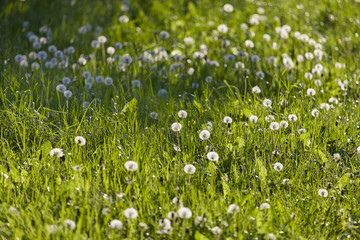 Fototapeta premium Dandelions in meadow against the sun with shallow depth of field