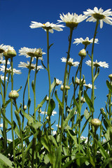 Obraz premium Daisies Reaching to the Sky