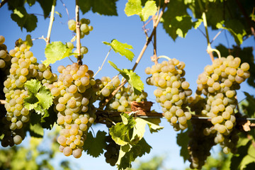Organic Viognier Grape Okanagan Valley