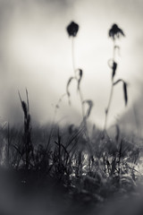 Flowers in the fog, black and white