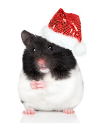 Hamster in Santa hat