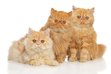 Persian cats