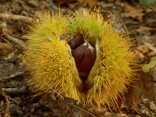 Sweet chestnut (Castanea saliva), bursting open on a woodland path