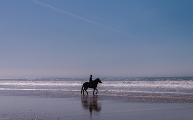Berberhengst am Strand von Essaouira; Marokko