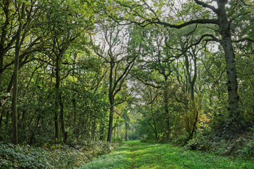 Fototapeta premium Misty Woodland Path
